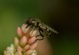 Hoverflies: Neoascia podagrica